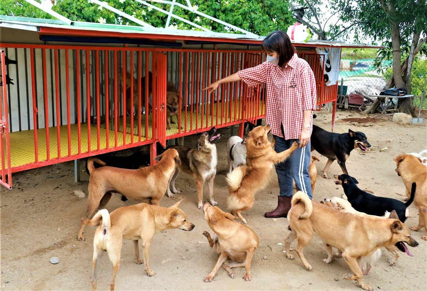 Đàn chó quấn quýt Phương Ca. Ảnh: CÔNG THI Đàn chó quấn quýt Phương Ca. Ảnh: CÔNG THI