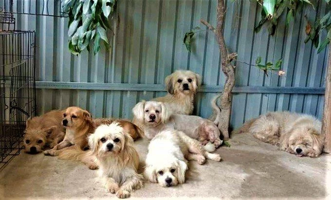 Đàn chó xù Phương Ca "thừa hưởng" từ hàng xóm. Ảnh: CÔNG THI Đàn chó xù Phương Ca "thừa hưởng" từ hàng xóm. Ảnh: CÔNG THI