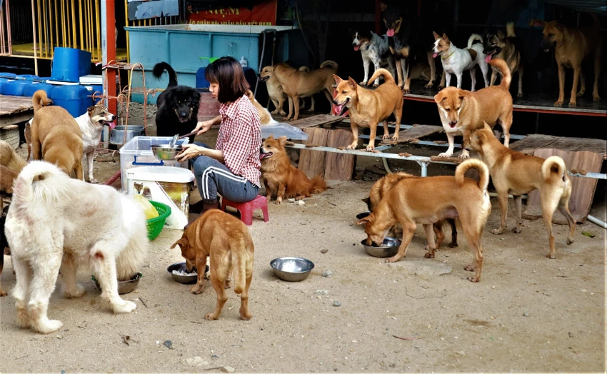 Đàn chó Phương Ca đang cưu mang. Ảnh: CÔNG THI Đàn chó Phương Ca đang cưu mang. Ảnh: CÔNG THI