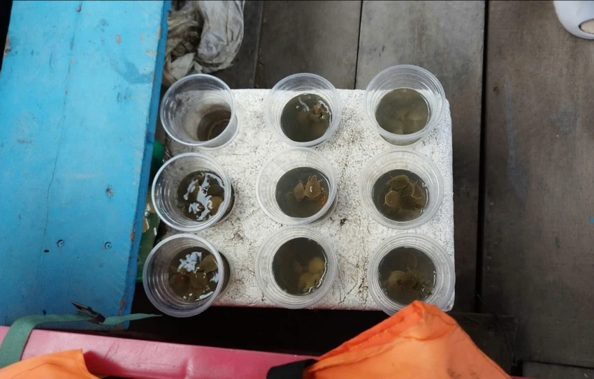 Một số loài động vật nhỏ được bày bán trên thuyền chở khách ra Phù Châu Miếu. Ảnh NHẬT TRUNG.jpg
