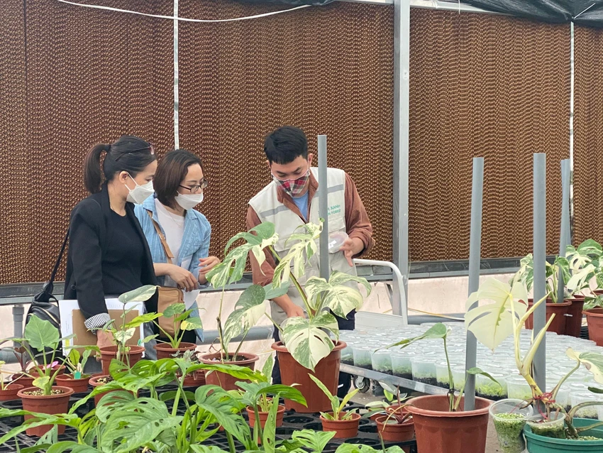 Khách tham quan tại nhà vườn nuôi cấy dòng kiểng lá monstera đột biến. Ảnh: THU HÀ