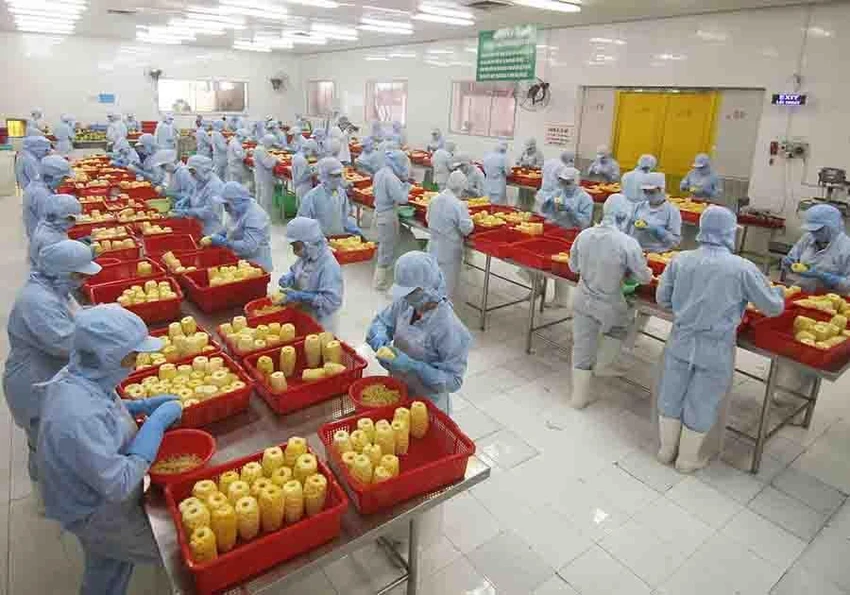 Hoạt động chế biến sản phẩm nông sản xuất đi các thị trường Mỹ, Nhật Bản, Úc… tại một công ty xuất nhập khẩu tỉnh An Giang. Ảnh: TTXVN Hoạt động chế biến sản phẩm nông sản xuất đi các thị trường Mỹ, Nhật Bản, Úc… tại một công ty xuất nhập khẩu tỉnh An Giang. Ảnh: TTXVN