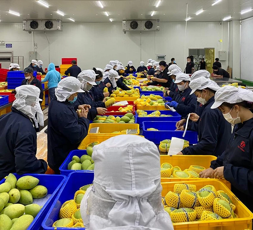 Nông sản tươi Việt Nam đangđược công nhân đóng gói để xuất bán sang nước ngoài thông qua sàn thương mại điện tử. Ảnh: THU HÀ