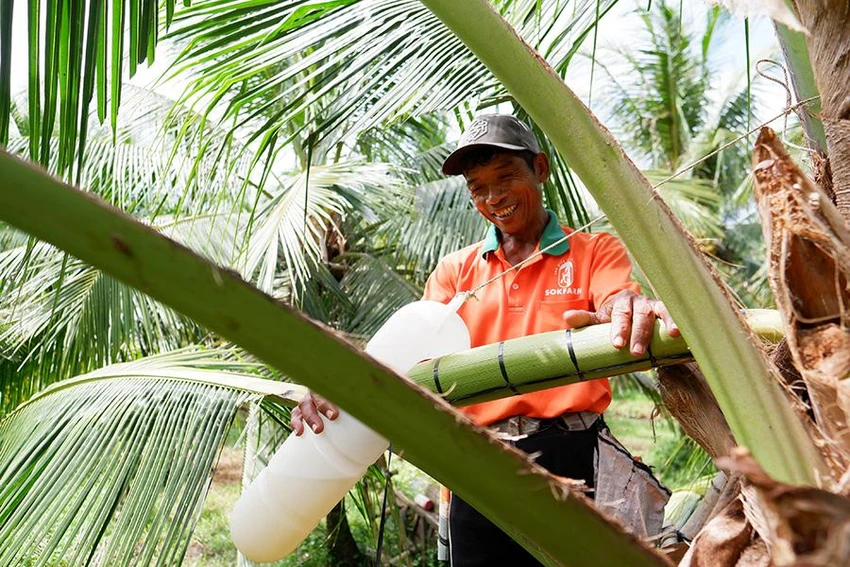 Người nông dân thu hoạch mật hoa dừa. Ảnh: THU HÀ Người nông dân thu hoạch mật hoa dừa. Ảnh: THU HÀ