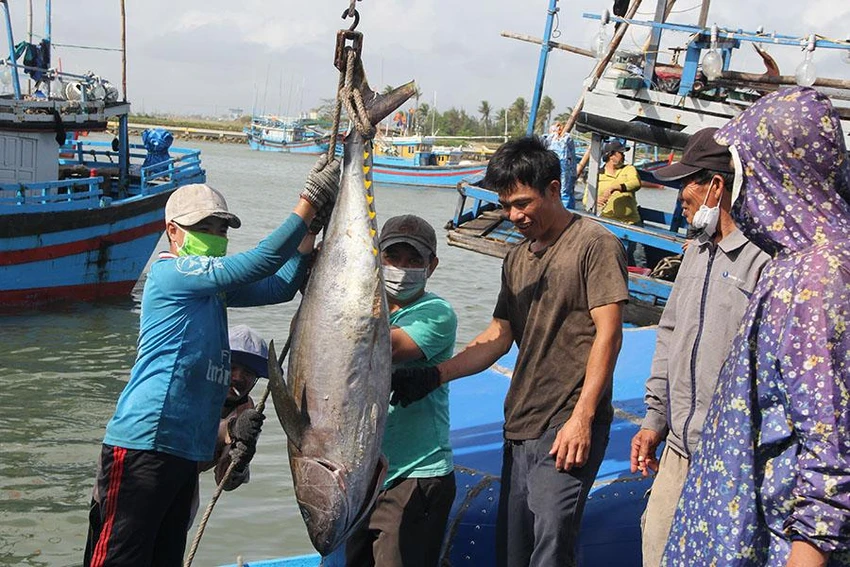 Tàu khai thác cá ngừ đại dương của ngư dân TP Tuy Hòa, Phú Yên cập cảng sau thời gian đánh bắt xa bờ. Ảnh: TẤN LỘC Tàu khai thác cá ngừ đại dương của ngư dân TP Tuy Hòa, Phú Yên cập cảng sau thời gian đánh bắt xa bờ. Ảnh: TẤN LỘC