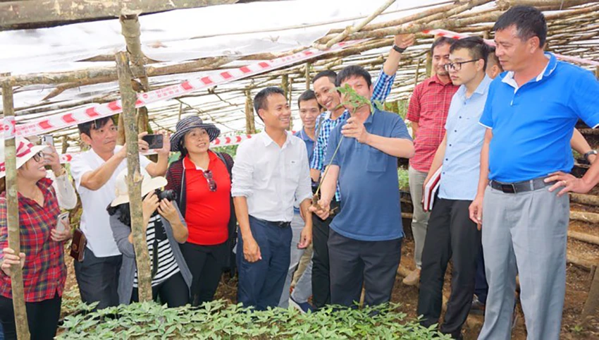 Sâm Ngọc Linh hứa hẹn là cây tỉ đô từ xuất khẩu. Sâm Ngọc Linh hứa hẹn là cây tỉ đô từ xuất khẩu.
