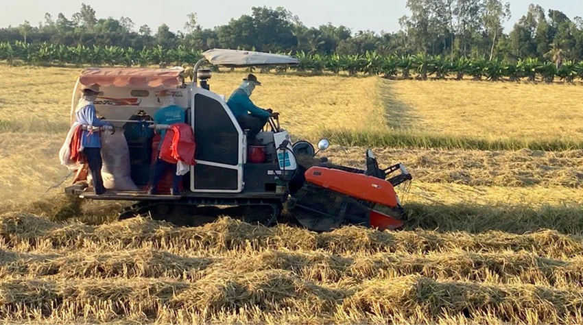 Điều kiện tự nhiên thuận lợi nên nhiều vùng ở ĐBSCL có thể trồng ba vụ lúa mỗi năm. Ảnh: HD Điều kiện tự nhiên thuận lợi nên nhiều vùng ở ĐBSCL có thể trồng ba vụ lúa mỗi năm. Ảnh: HD