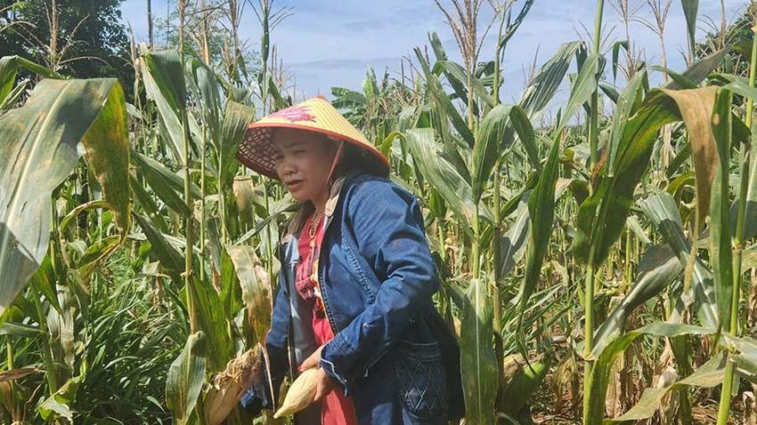 hiến máu