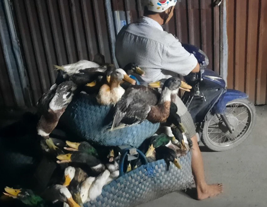 cúm gia cầm