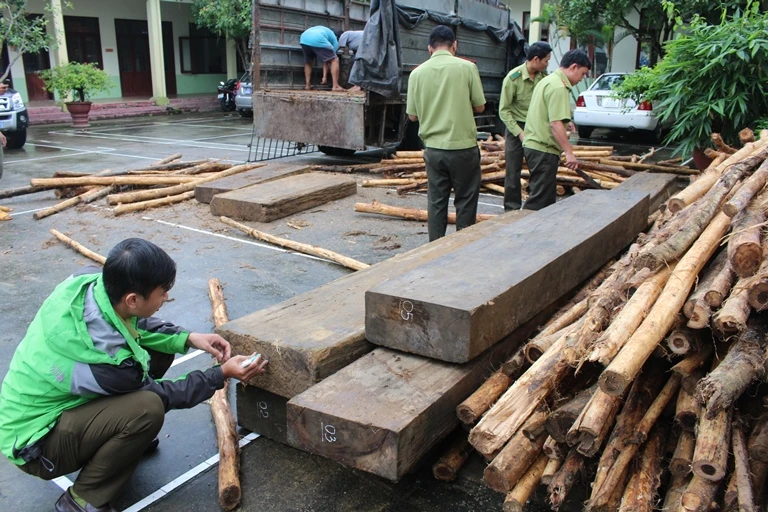 Thấy kiểm lâm, tài xế chở gỗ lậu tăng ga chạy vào rừng ảnh 1 Thấy kiểm lâm, tài xế chở gỗ lậu tăng ga chạy vào rừng ảnh 1