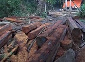 Ngang nhiên phá rừng cạnh trạm bảo vệ