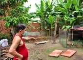 Trộm viếng 5 lần trong 1 tháng, gia chủ mất sạch gà, thỏ, bồ câu…