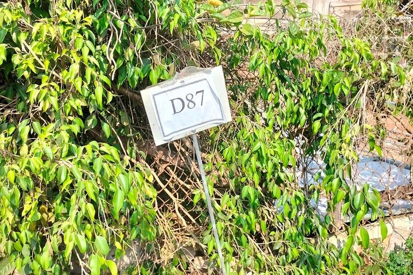 Nhóm người cắm mốc "quy hoạch" đường nhằm đồn thổi tăng giá đất. Ảnh AH