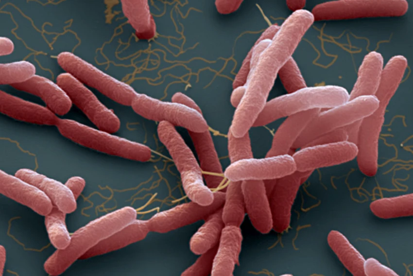 Bệnh Whitmore do vi khuẩn Burkholderia Pseudomallei gây ra, có tỉ lệ tử vong cao. (Ảnh Internet) Bệnh Whitmore do vi khuẩn Burkholderia Pseudomallei gây ra, có tỉ lệ tử vong cao. (Ảnh Internet)
