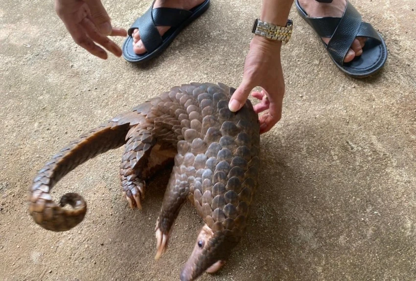 Công an ở Đắk Nông phát hiện các vụ liên quan đến mua bán ĐVHD.