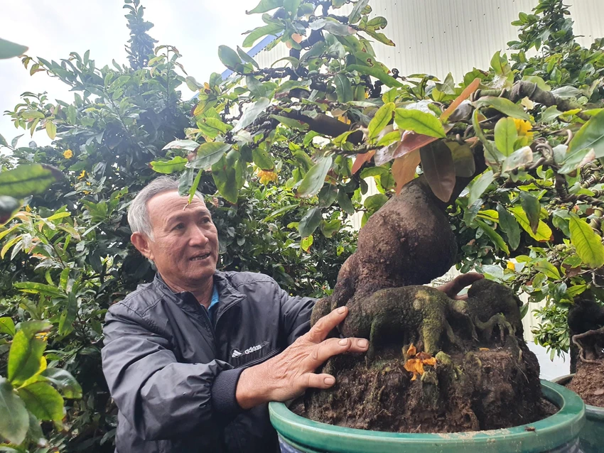 Nghệ nhân Đỗ Văn Phẩm có hơn 35 năm trồng mai. Ảnh QN