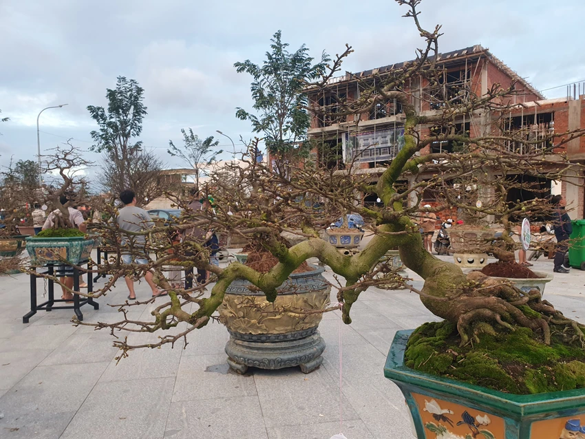 Lễ hội mai năm nay thu hút hàng chục ngàn người tham dự. Ảnh QN Lễ hội mai năm nay thu hút hàng chục ngàn người tham dự. Ảnh QN