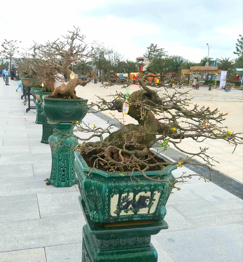 Mỗi năm, người dân ở 'thủ phủ' mai thu hơn 100 tỉ đồng. Ảnh QN Mỗi năm, người dân ở 'thủ phủ' mai thu hơn 100 tỉ đồng. Ảnh QN