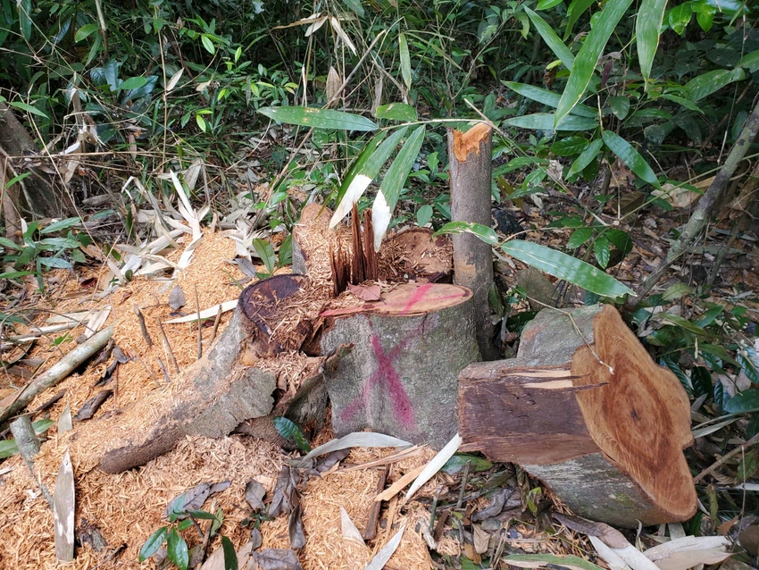 UBND tỉnh Bình Định yêu cầu điều tra, xử lý vụ phá rừng phòng hộ. Ảnh: ON UBND tỉnh Bình Định yêu cầu điều tra, xử lý vụ phá rừng phòng hộ. Ảnh: ON