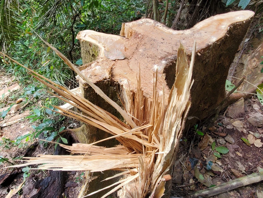 Cây rừng bị đốn hạ trong rừng phòng hộ. Ảnh: ON Cây rừng bị đốn hạ trong rừng phòng hộ