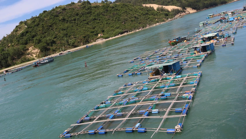 Chính quyền các địa phương đang rà soát, báo cáo cụ thể các trường hợp nuôi trồng thuỷ sản ở khu vực cầu Đề Gi. Ảnh: QN