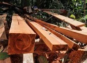 Chứa gỗ trái phép trong nhà, 1 cán bộ bị cách chức