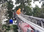 Cảnh sát PCCC TP Thủ Đức xử lý 10 tổ ong vò vẽ sát nhà dân