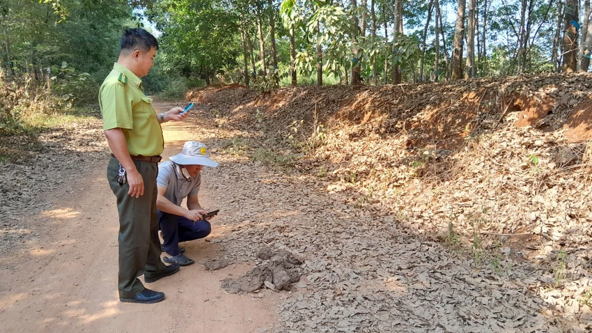 Phân voi rừng để lại trên đường di chuyển. Phân voi rừng để lại trên đường di chuyển.