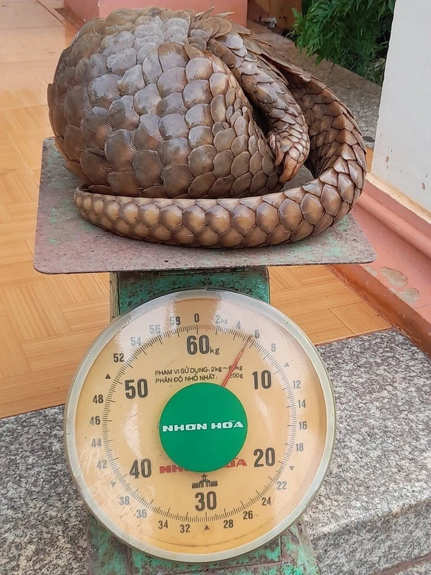 Con tê tê có trọng lượng 5,5 kg và có tình trạng sức khỏe tốt. Ảnh: LA Con tê tê có trọng lượng 5,5 kg và có tình trạng sức khỏe tốt. Ảnh: LA
