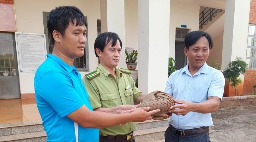 Hai thầy giáo bàn giao con tê tê quý hiếm cho cơ quan chức năng. Ảnh: LA Hai thầy giáo bàn giao con tê tê quý hiếm cho cơ quan chức năng. Ảnh: LA