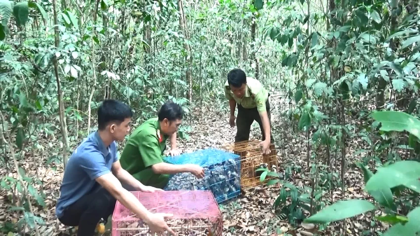 Nhiều loại chim quý được thả về rừng. Ảnh: LÊ ÁNH Nhiều loại chim quý được thả về rừng. Ảnh: LÊ ÁNH