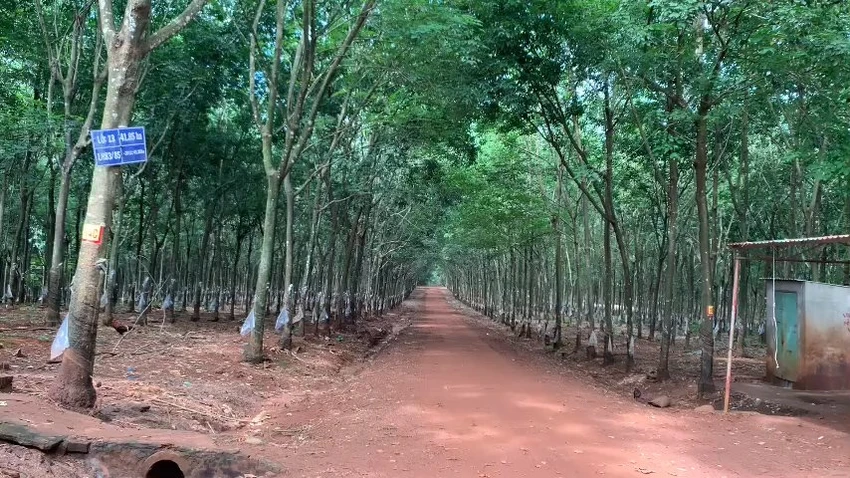 bảo vệ nông trường.jpg