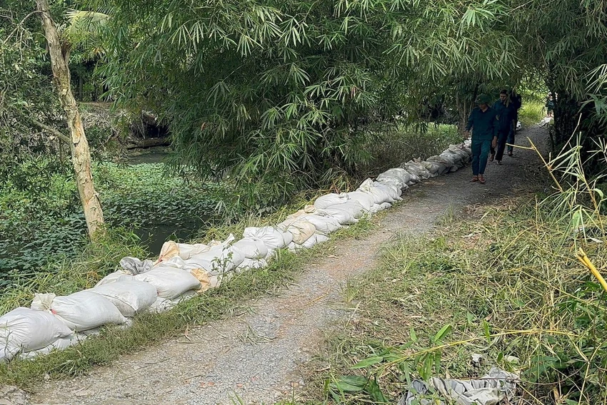 đắp đê (3).jpg
