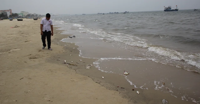 Cá chết xuất hiện dọc bãi biển Đà Nẵng ảnh 1