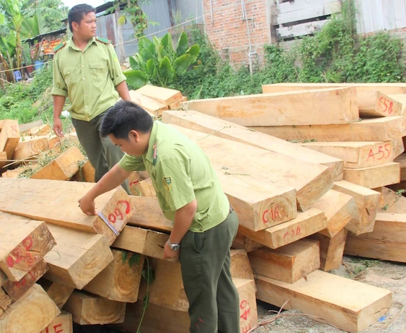 Ba lãnh đạo biên phòng bị tạm đình chỉ vì vụ phá rừng pơ mu ảnh 1 Một lượng lớn gỗ pơ mu bị chặt phá được phát hiện. Ảnh: Huy Trường.