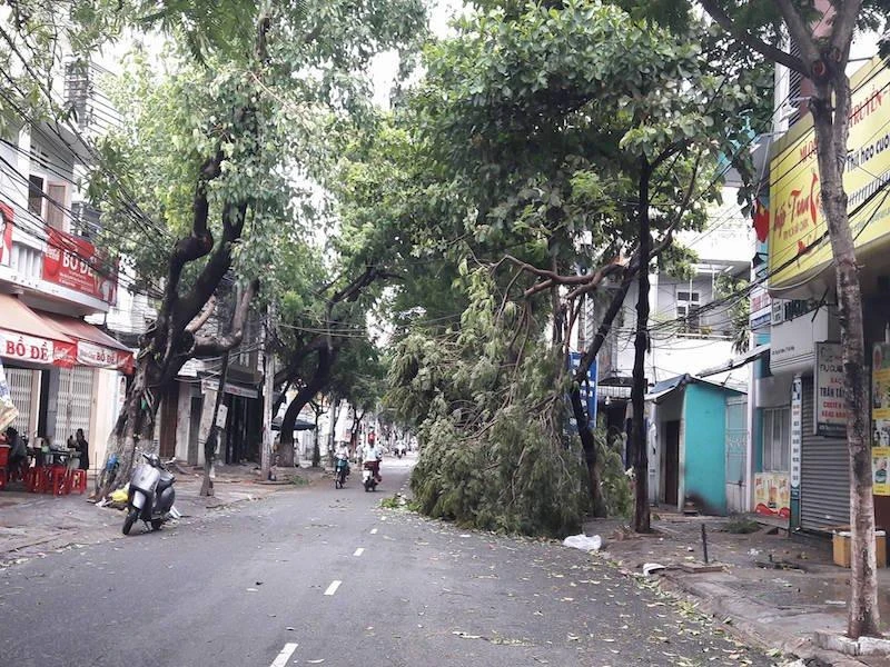 Cây gãy trên đường sau bão