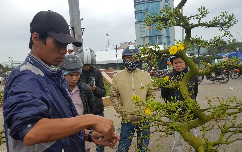 Trung bình một ngày anh Phong bán trên 5 chậu mai, nhưng cao điểm nhất là khoảng 26 đến 28 tết.