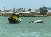 Đưa cá ông nặng 2 tấn vào đất liền mai táng