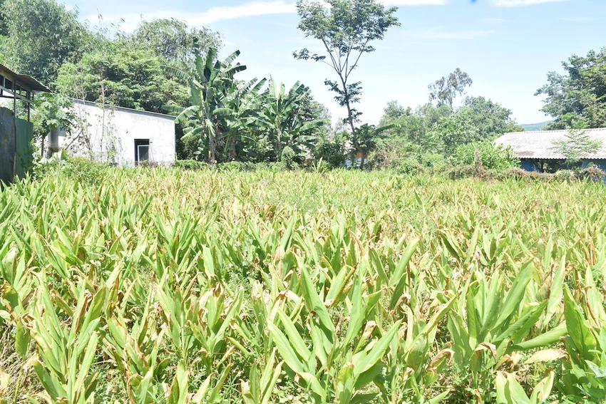 Nông dân Quảng Nam điêu đứng vì nghệ không ai mua ảnh 1
