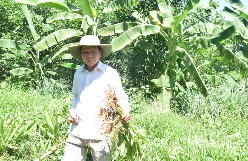 Nông dân Quảng Nam điêu đứng vì nghệ không ai mua ảnh 2