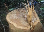 23 cổ thụ trong rừng phòng hộ bị hạ