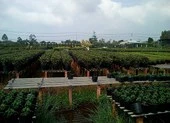 Làng hoa Sa Đéc sắp tung hàng độc đón Tết