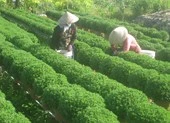 Checkin làng hoa Sa Đéc trước giờ trăm hoa đua nở