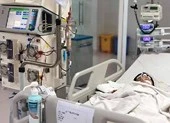 Ong vò vẽ tấn công: 2 người chết, 2 người nguy kịch 