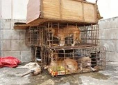 Gắn biển giả đi bán 9 con chó vừa trộm