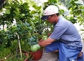 Dưa hấu cảnh thắt nơ đỏ, bưởi bon sai độc lạ ra chợ Tết 