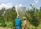 Nguy cơ cháy rừng tại miền Tây ở mức 'cực kỳ nguy hiểm'