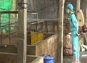 Tỉnh thứ 11 ở miền Tây bị dịch tả heo châu Phi càn quét