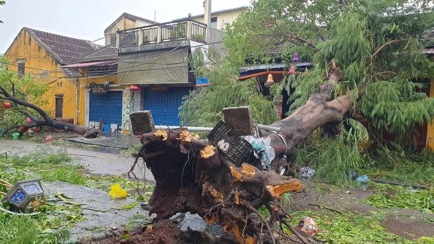 Một gốc cây lớn bị gió quật ngã tại Hội An. Ảnh: THANH NHẬT. Một gốc cây lớn bị gió quật ngã tại Hội An. Ảnh: THANH NHẬT.