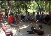 Vĩnh Long: Phá tụ điểm đá gà ở vườn măng cụt